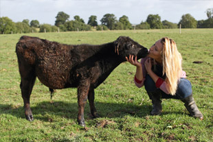 Reportage photos Black Angus